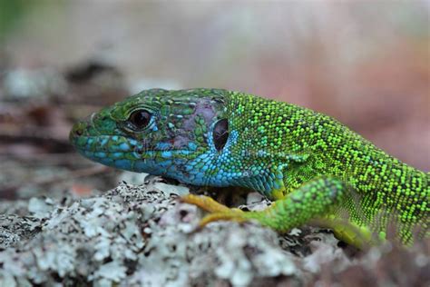 La Fiaba della Lucertola Verde e il mistero delle origini colombiane!