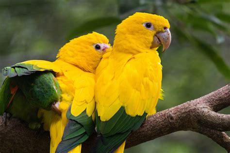  La Leggenda del Guacamayo Dorato: Un Uccello Parlante e un'Antica Lezione di Gentilezza!